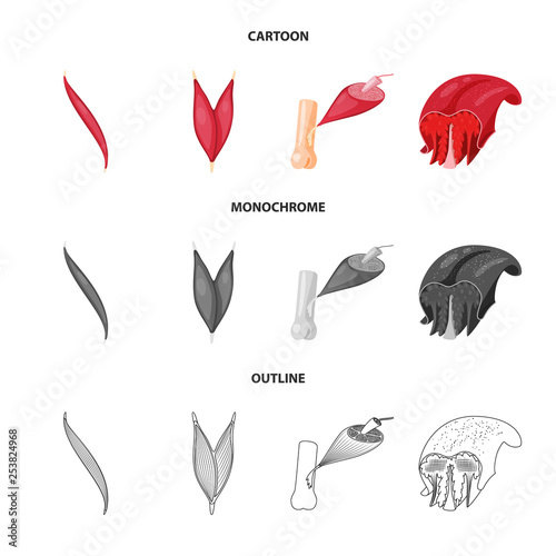 Isolated object of fiber and muscular sign. Set of fiber and body  stock vector illustration.
