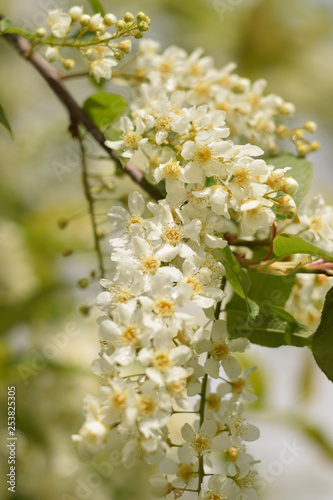 White flowers of bird cherry.