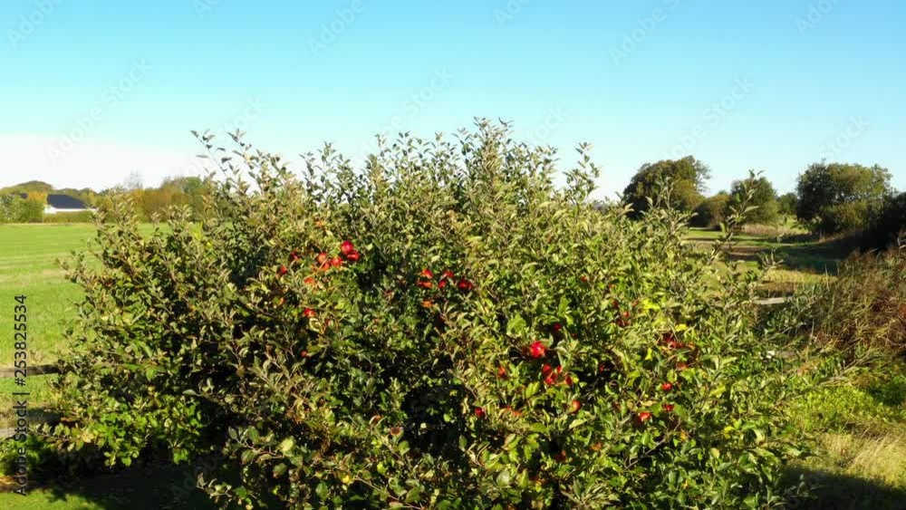 Green apple tree with red apples. Moving up over the tree revealing field. Green apple tree with red apples. Moving up over the tree revealing field.
