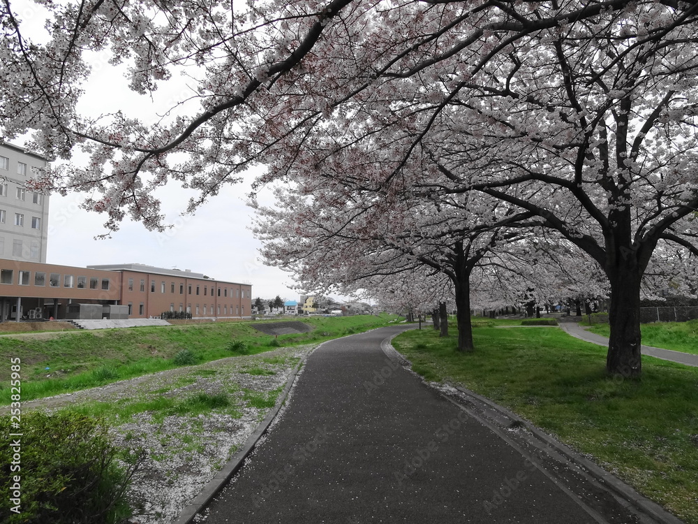 高田緑地の桜