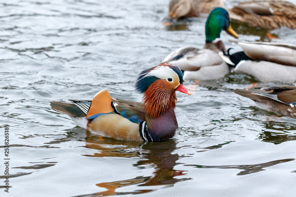 Mandarin Duck (Aix galericulata). Mandarin Duck (Aix galericulata).