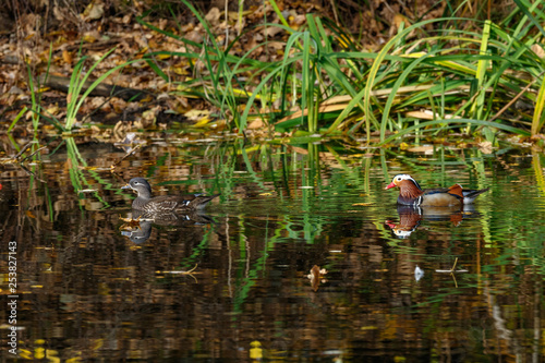 Mandarin Duck (Aix galericulata).