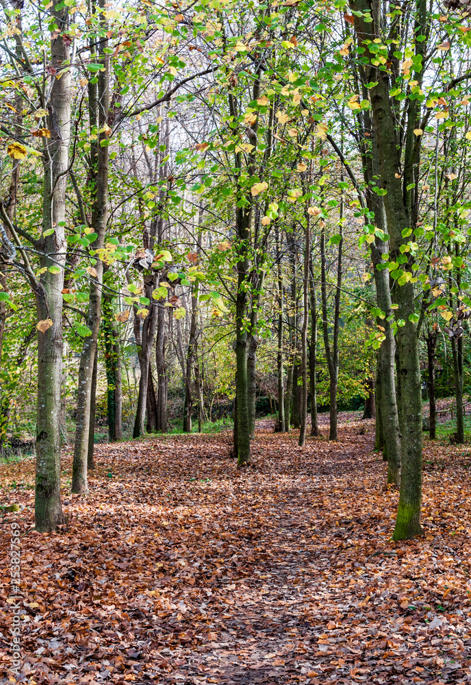 forest in autumn forest in autumn