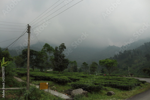 On the way to Darjeeling, India, overlooking Tea Gardens