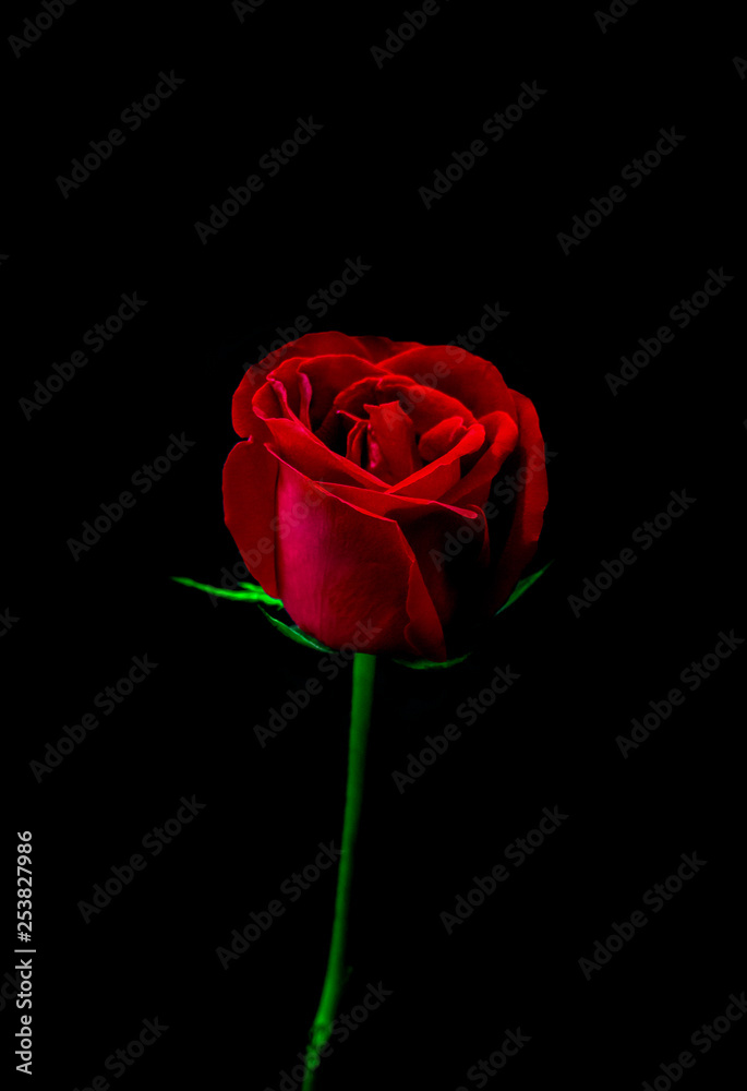 red rose on white background red rose on white background