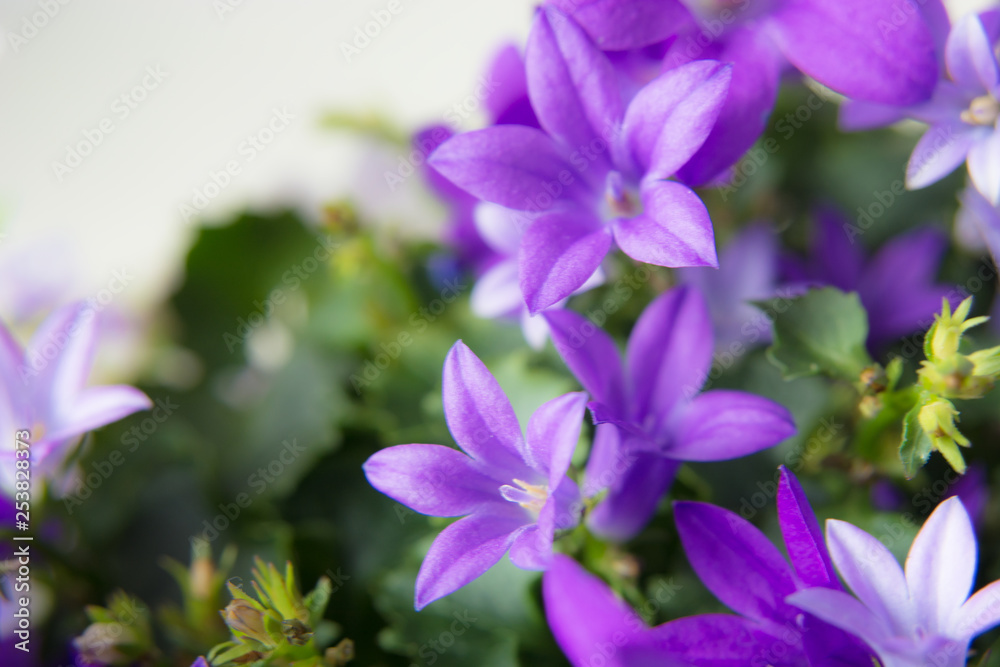 Violet flowers bells and leaves Violet flowers bells and leaves