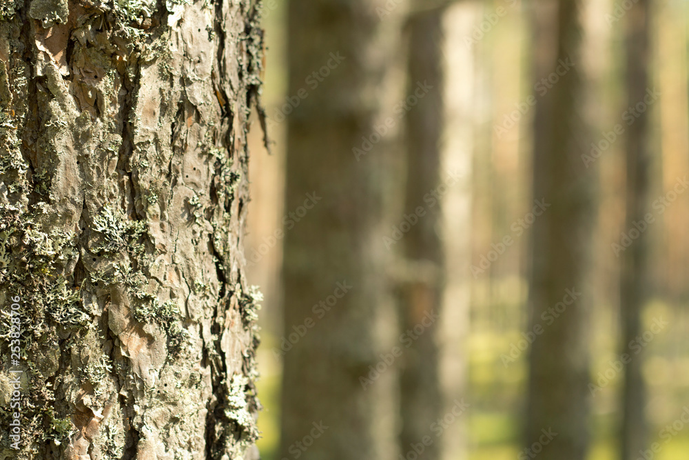 Pine forest. Beautiful morning view and sun rays in the pine forest.