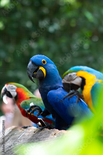 colorful parrot © Elton