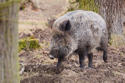 The wild boar (Sus scrofa), also known as the wild swine, Eurasian wild pig, or simply wild pig - female