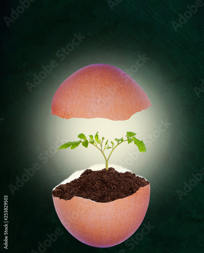 Broken Eggshell With Growing Plant on Chalkboard Background and Copy Space