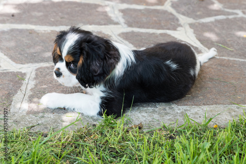 Cavalierking charles spaniel