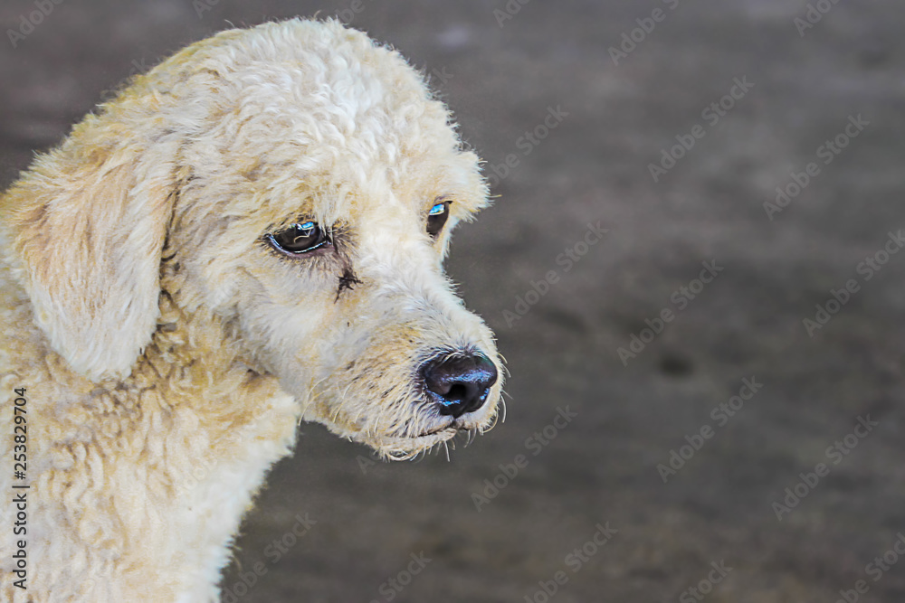 White poodle breed dogs are making sad faces waiting to eat White poodle breed dogs are making sad faces waiting to eat