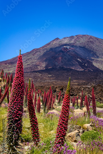 Group of typical canarian Tajinaste flowers on the Teide National Park with a volcano lava flow in the background