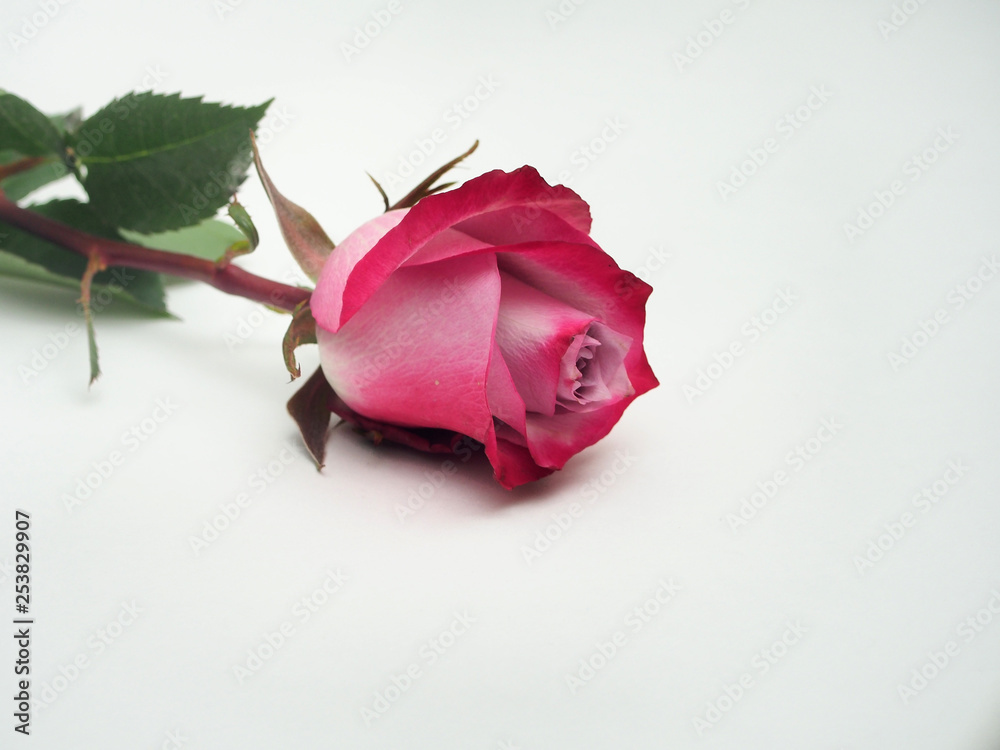 Rose flower lies on a white background. The petals of the rose Bud. Rose flower lies on a white background. The petals of the rose Bud.