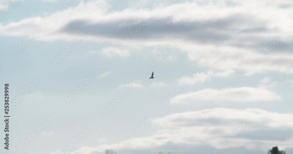Silhouette of a large Predator bird passing by, shot in Slow Motion. Silhouette of a large Predator bird passing by, shot in Slow Motion.