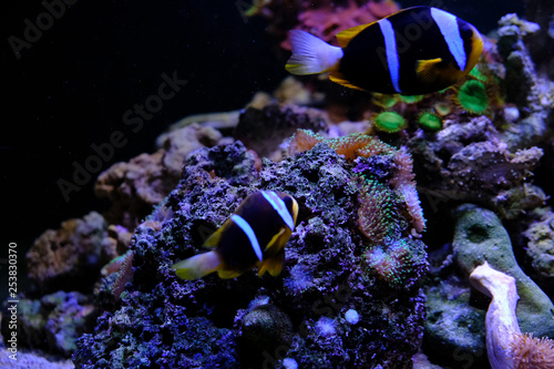 amazing coral reef aquarium with awesome tropical fish