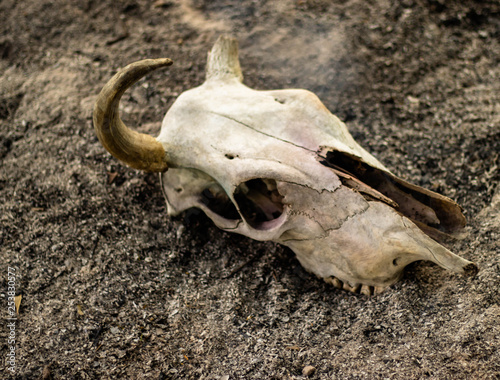 Cow horn or cow skull, people popular make as jewelry home, horn bones brown at bend but one side deduct place put on the ground in the garden with White smoke coming out of fracture of the skull. © ShutterChiller