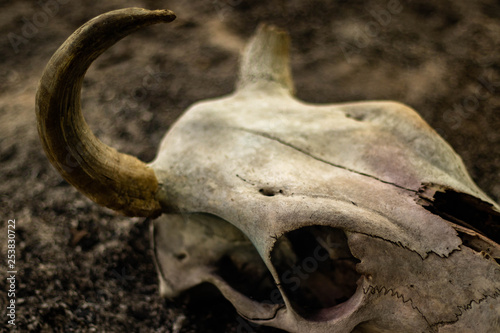 Cow horn or cow skull, people popular make as jewelry home, horn bones brown at bend but one side deduct place put on the ground in the garden with White smoke coming out of fracture of the skull. © ShutterChiller