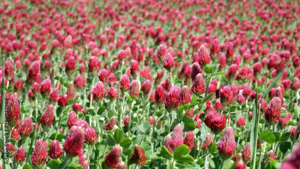 A meadow with Italian clover (Trifolium incarnatum) plants waving in a summer breeze A meadow with Italian clover (Trifolium incarnatum) plants waving in a summer breeze