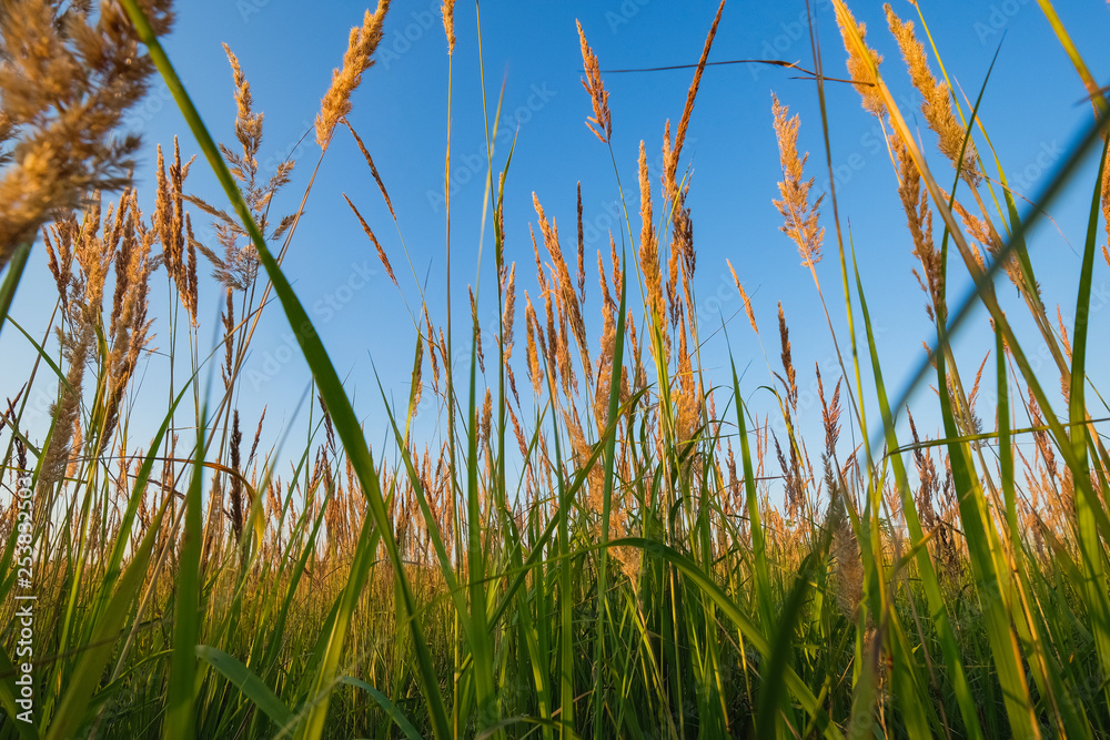 green grass and blue sky green grass and blue sky