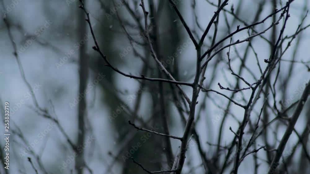 Close Up: Branch of tree during snowstorm. Close Up: Branch of tree during snowstorm.