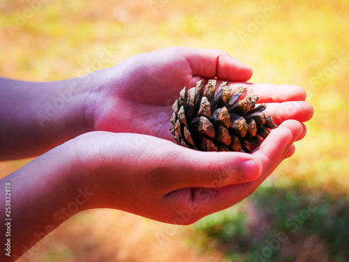 Two hand give the plant seed