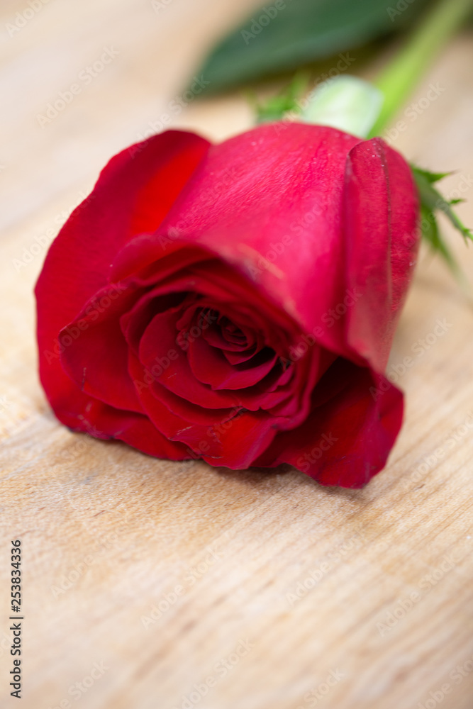 Single Long Stemmed Red Rose Single Long Stemmed Red Rose