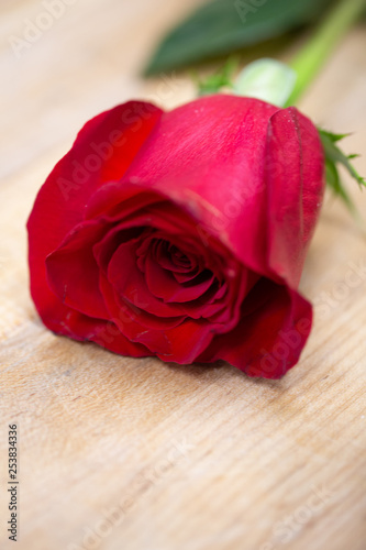 Single Long Stemmed Red Rose