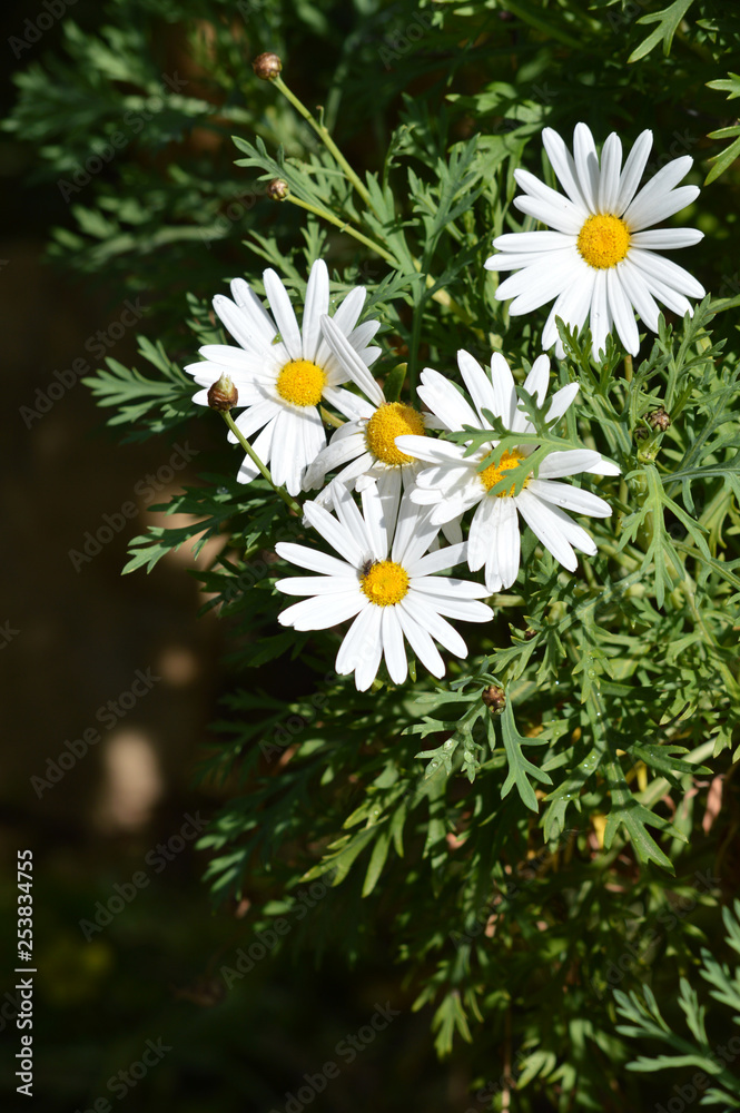Close-up of Beautiful White Daisies, Nature, Macro Close-up of Beautiful White Daisies, Nature, Macro