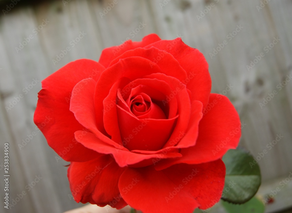 Fototapeta premium red rose