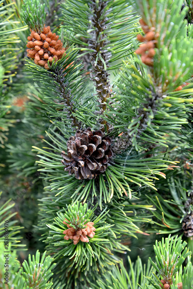 Sprout of a pine ordinary with a cone (Pinus sylvestris L.) Sprout of a pine ordinary with a cone (Pinus sylvestris L.)