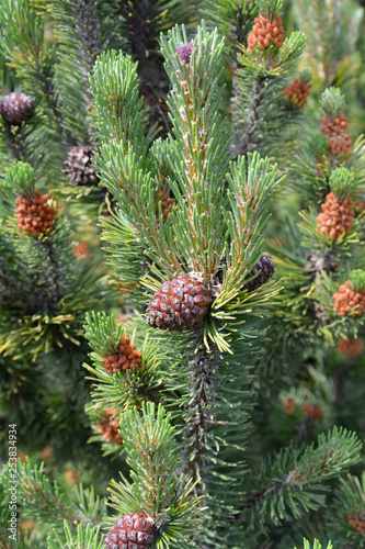Blossoming of a pine ordinary (Pinus sylvestris L.)