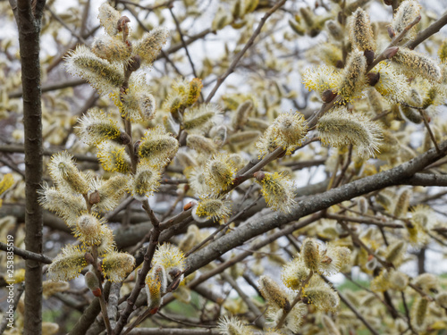 Quadro su tela Salix caprea - Rameaux garnis de chatons aux étamines jaune printannier du saule