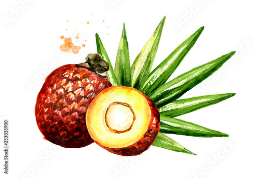 Exotic Buriti fruit Aguaje or Moriche palm fruit mauritia flexuosa. Watercolor hand drawn illustration, isolated on white background photo