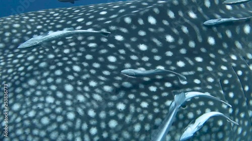 Majestic whale shark swims slowly by camera; close up on remora fish and texture of whale shark.