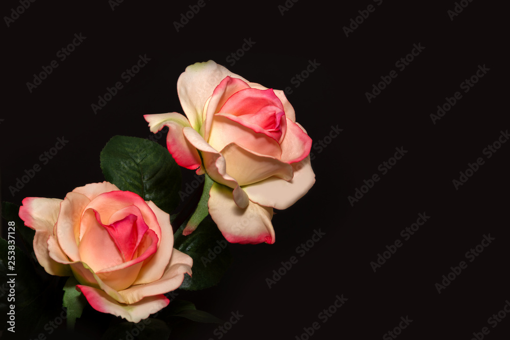 Yellow red roses with black background