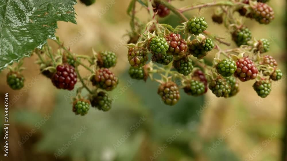 Wild blackberry bush located in the Otway National Park. Invasive weed of national significance. PAN UP SHOT. Wild blackberry bush located in the Otway National Park. Invasive weed of national significance. PAN UP SHOT.