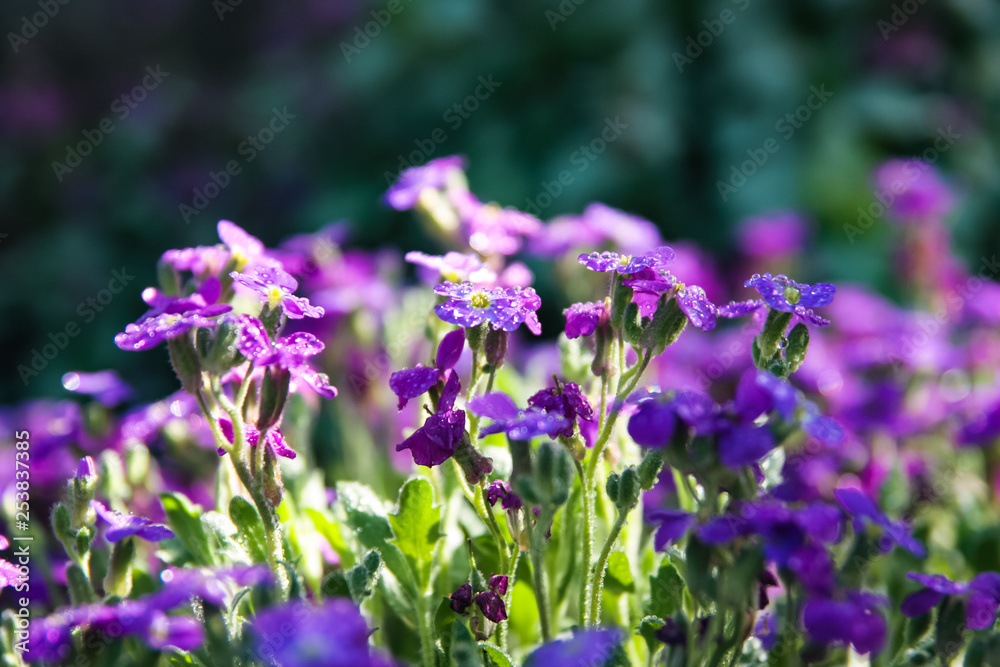 Obraz premium purple flowers in the garden