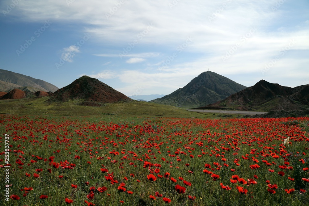 red poppy flower garden.turkey red poppy flower garden.turkey