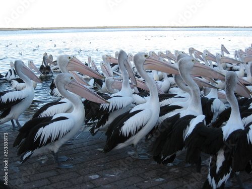 Pelican - flock of Australian Pelicans, a black and white pelican bird in the pelican family (Pelecanus onocrotalus) found in Australia, fiji and New Guinea and pacific islands 