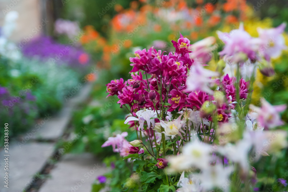 Obraz premium flowers in the garden