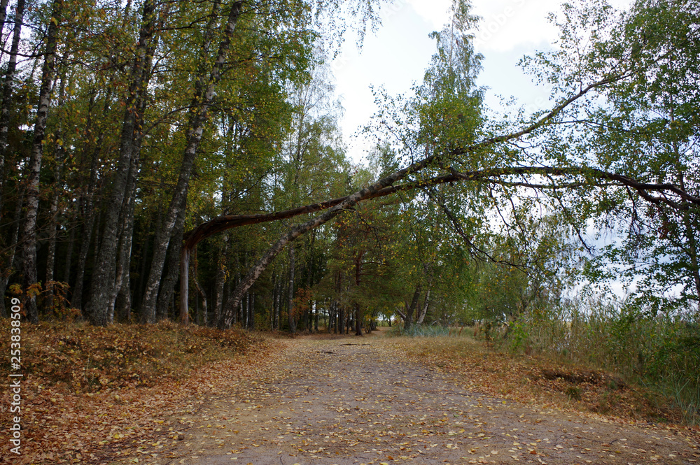 Fototapeta premium chemin le long de la cote Estonienne