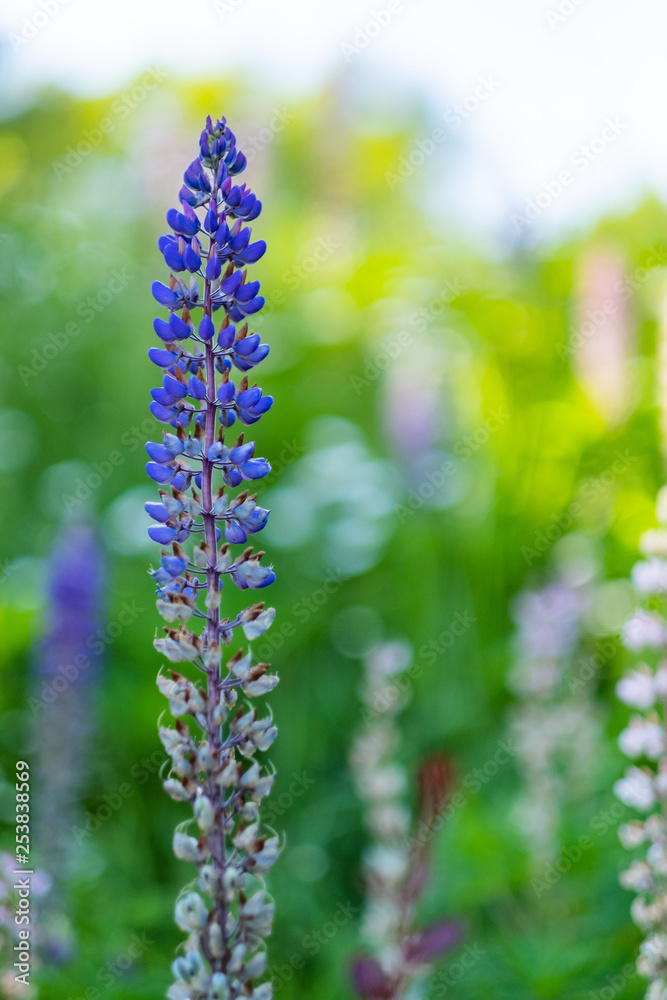 Spring blossom grass and flowers Spring blossom grass and flowers