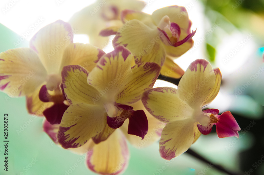 yellow orchid 
