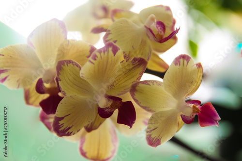 yellow orchid 