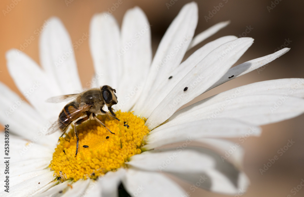 Bee extracting pollen for honey from a daisy. Flowers of patagonia, argentina.