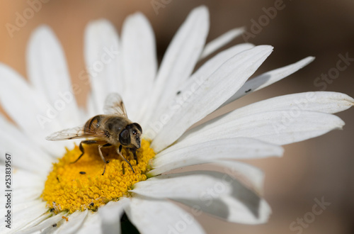 Bee extracting pollen for honey from a daisy. Flowers of patagonia, argentina.
