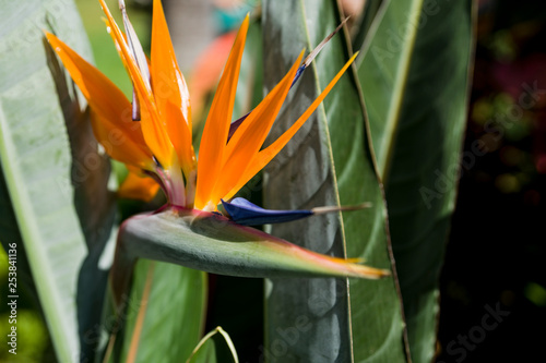 Bright orange flower with blue petal in the center on green leaf background.