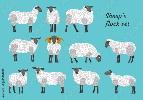 Sheep vector set flock group with cute funny cartoon characters. Lamb poddy ewe jumbuck mutton childish infantile. Comic comical decoration textile fabric cloth. 