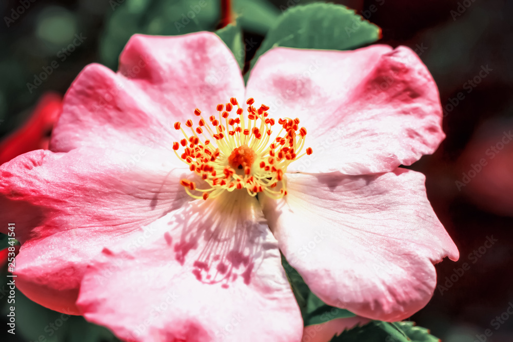 rose hip flower close-up. floral background. rose hip flower close-up. floral background.